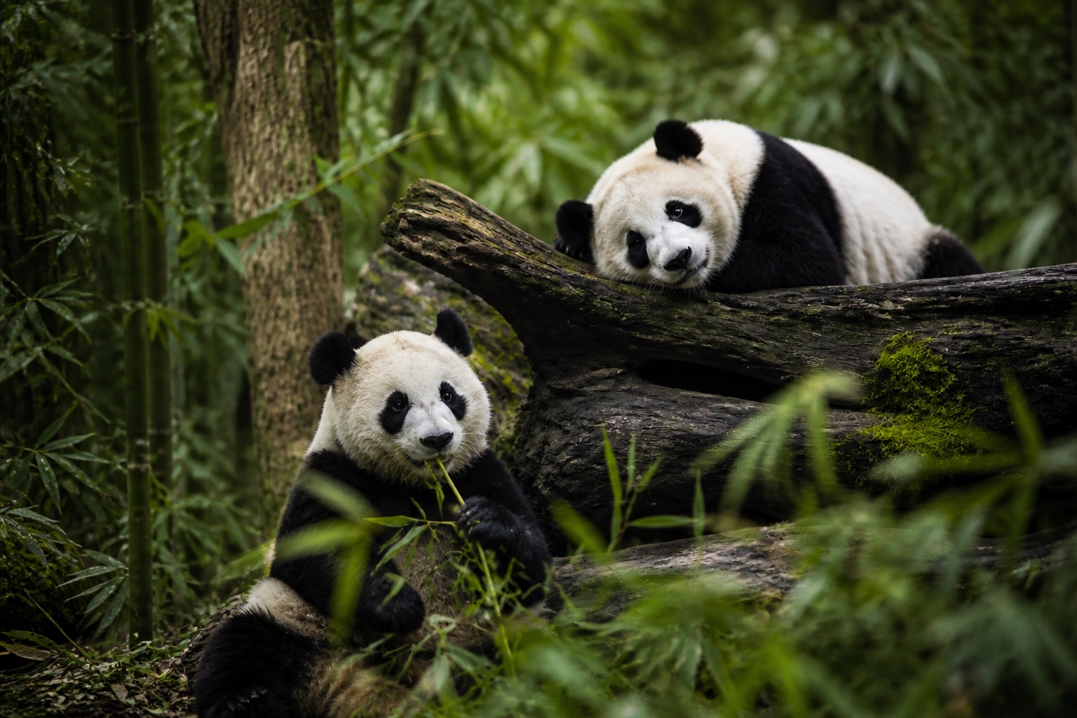 Two giant pandas eating bamboo in a natural wooded habitat, photographed with a telephoto lens